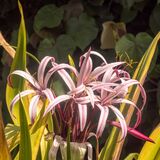 Unusual plants at Santa Cruz Palmetum botanical gardens