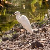 Little Egret at Santa Cruz botanical gardens