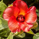 Unusual plants at Santa Cruz Palmetum botanical gardens