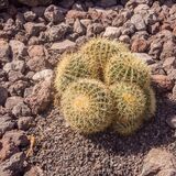 Wild cacti, Teneriffe