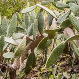 Wild Cacti, Teneriffe