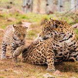 Jaguar and Cub