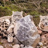 Snow Leopard
