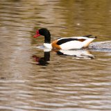 Common Shelduck
