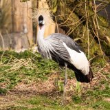 Grey crowned crane