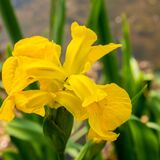 Yellow Iris