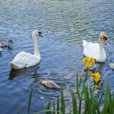 Pair of Swans and signets