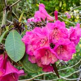 Rhodedendrum