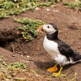 Puffin outside nest