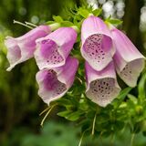 Foxglove