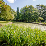 Lily Pond