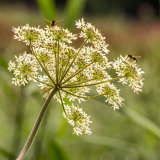 Sweet Angelica