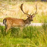 Large deer stag at Tatton Park
