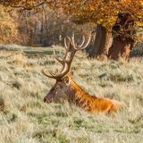 Large deer stag at Tatton Park