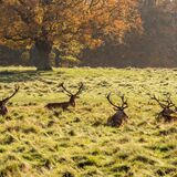Male stags at Tatton Park