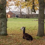 Llama in field near Pennington Flash