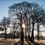 Winter Sun Through Trees