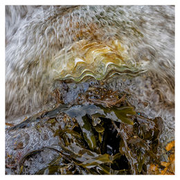 Whitstable Oyster