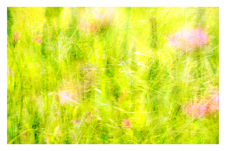 Seeking Salsify.
