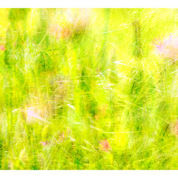 Seeking Salsify.