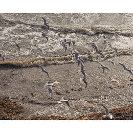 Gulls at Long Rock
