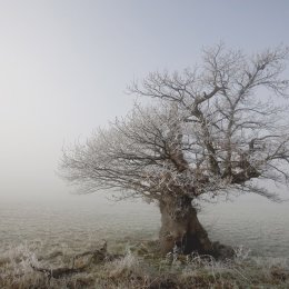 Frozen. Ancient Oak Dargate.