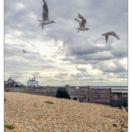 Gulls over the Old Neptune, Whitstable