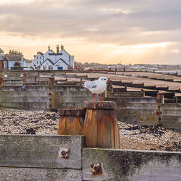Whitstable Beach