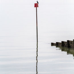 'peace' Cormorant at rest