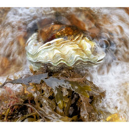 Oyster beach, Whitstable