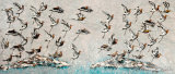 Godwits Galore