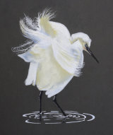Little Egret