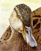 Luvva Duck watercolour on paper