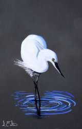 Elegant Egret