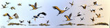 Crane Watching SOLD