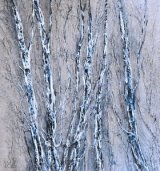 Bark