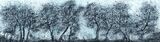 Silver Saplings £295