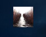 Reed Beds in situ SOLD
