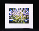 Agapanthus