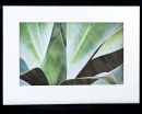 Agave Abstract #2