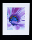 Purple osteospermum