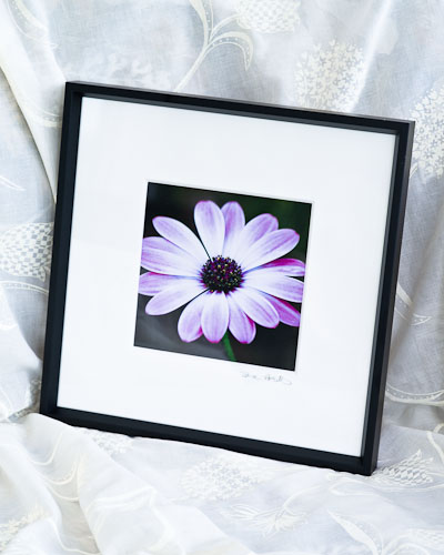 Mauve Osteospermum