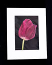 Purple Tulip