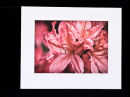 Mounted prints