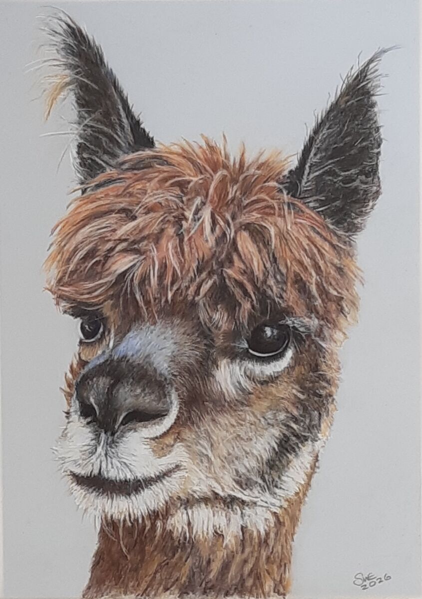 Alpaca