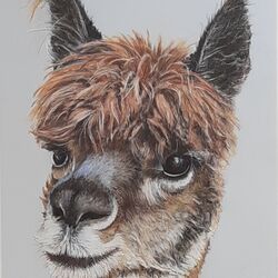 ANIMALS