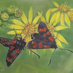 Butterflies at Sizewell