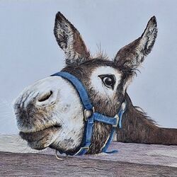 Cheeky Chappie