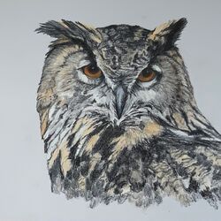 European Eagle Owl 2