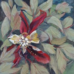Faded glory (Tree Peony)